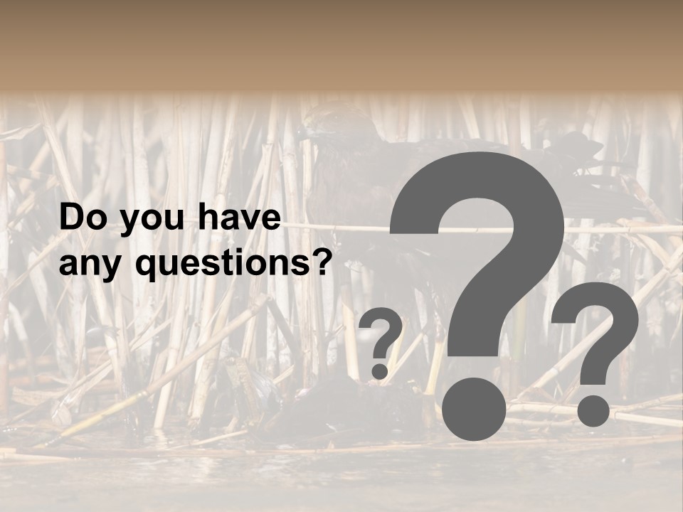 Harrier Brown Predator PowerPoint Template