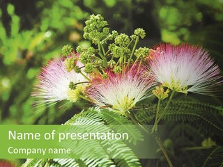 Majestic Acacia Silk PowerPoint Template