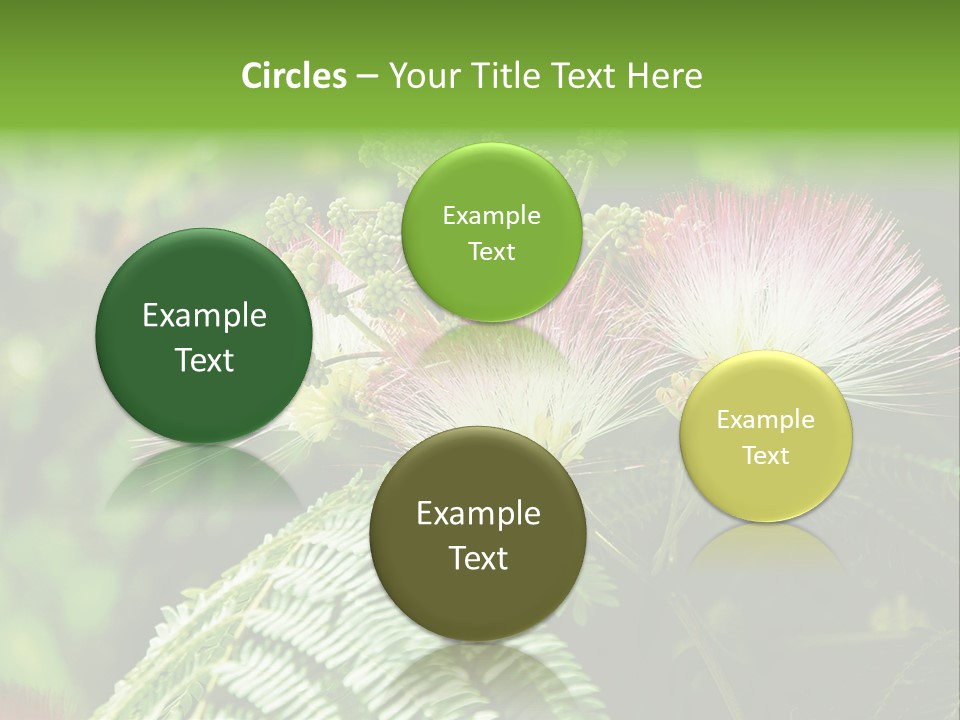 Majestic Acacia Silk PowerPoint Template