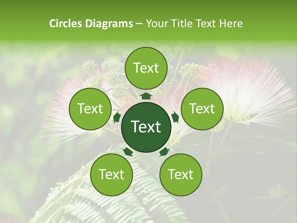 Majestic Acacia Silk PowerPoint Template