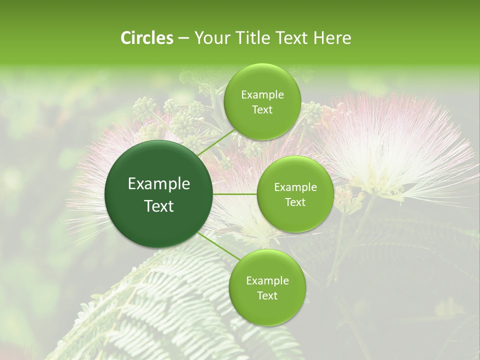 Majestic Acacia Silk PowerPoint Template