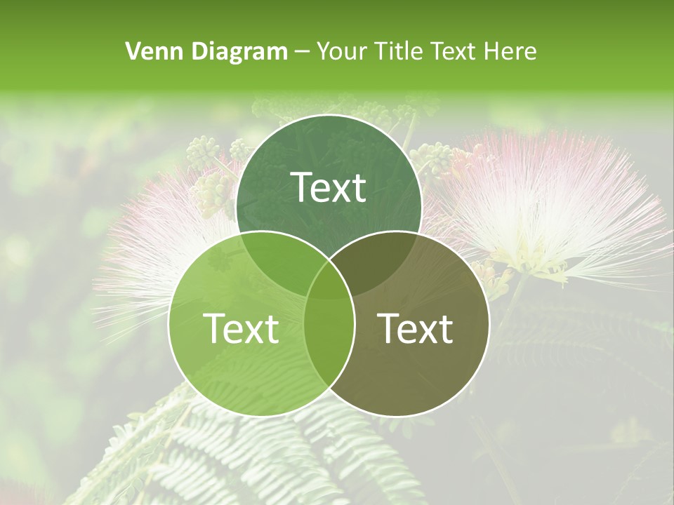 Majestic Acacia Silk PowerPoint Template