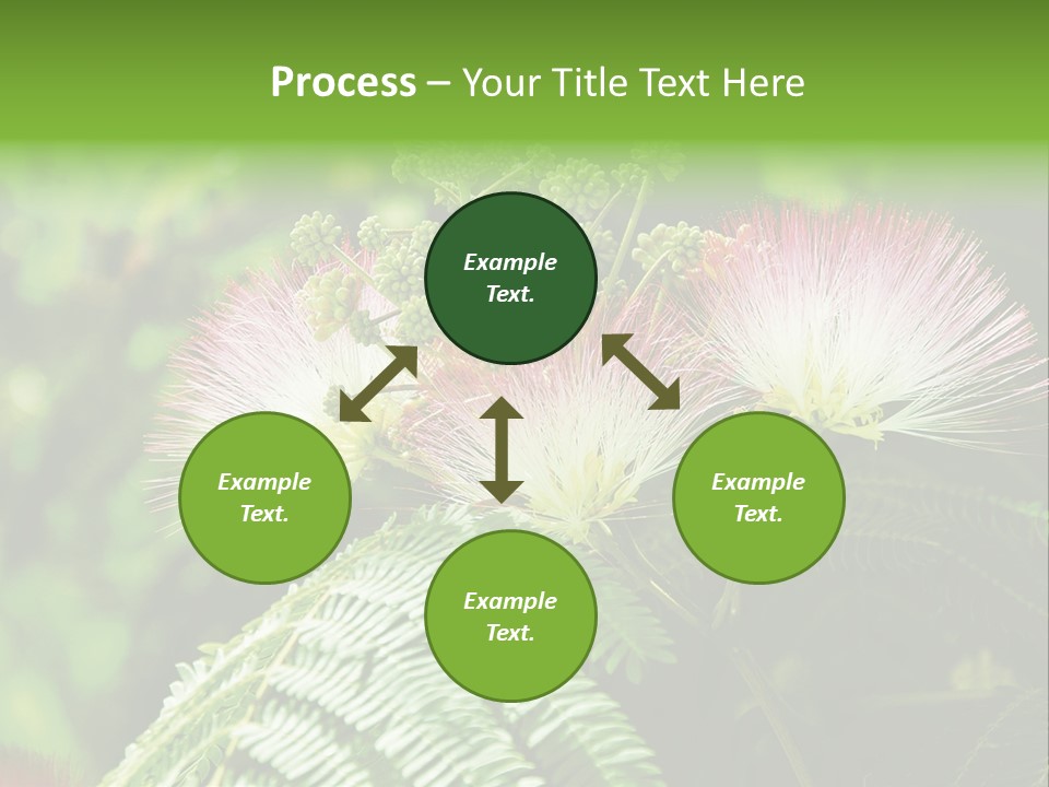 Majestic Acacia Silk PowerPoint Template