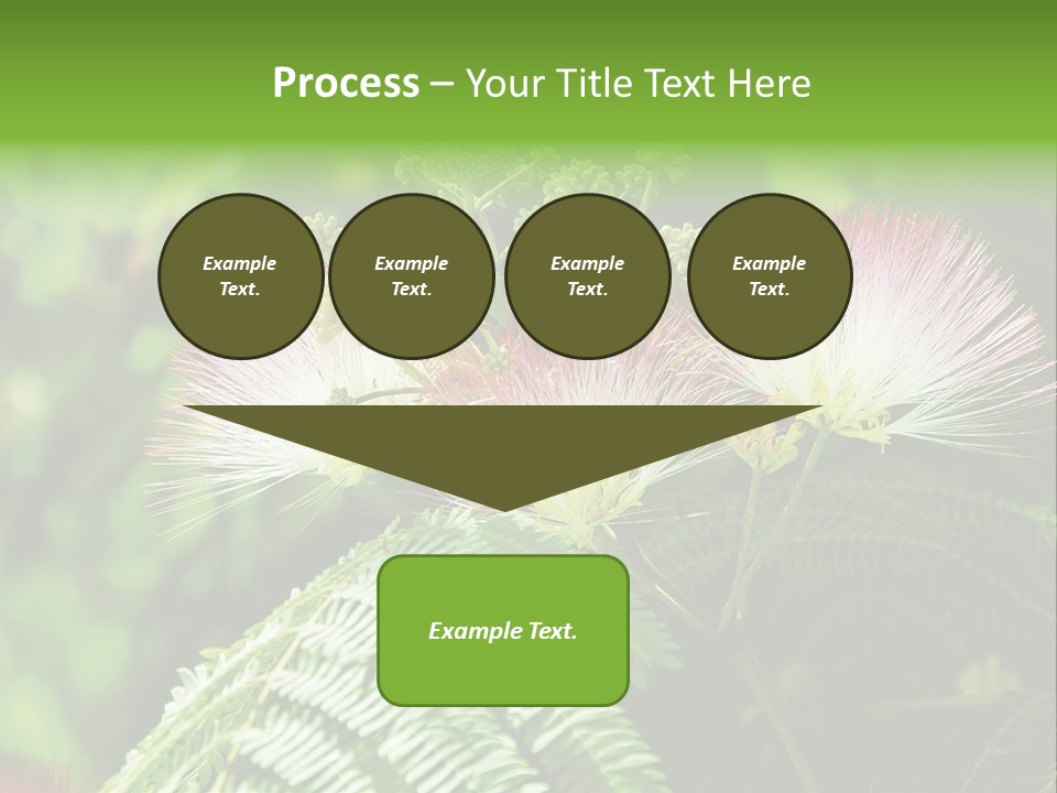 Majestic Acacia Silk PowerPoint Template