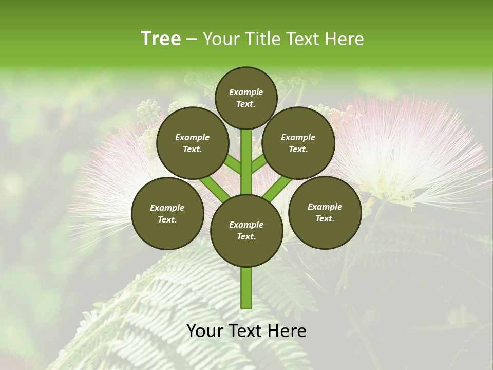 Majestic Acacia Silk PowerPoint Template