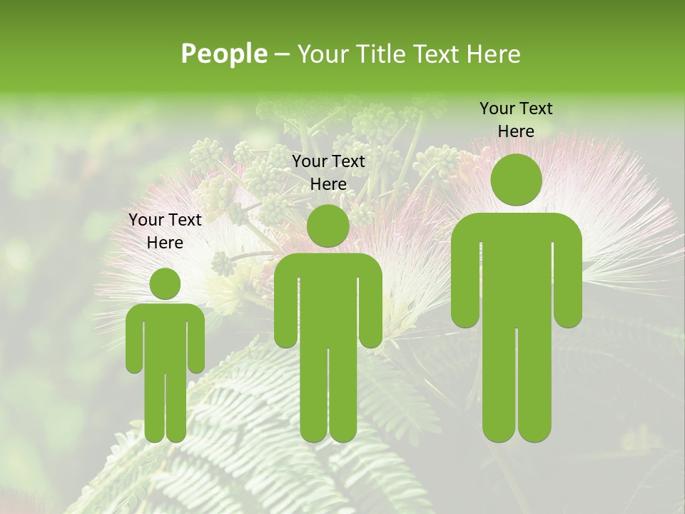 Majestic Acacia Silk PowerPoint Template