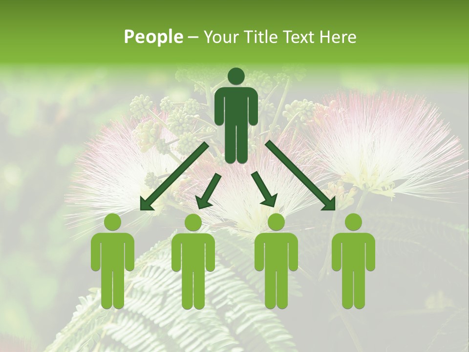 Majestic Acacia Silk PowerPoint Template