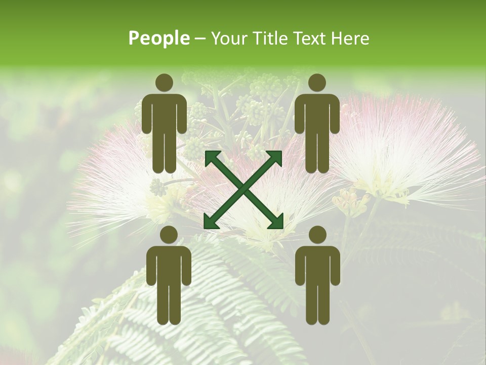 Majestic Acacia Silk PowerPoint Template