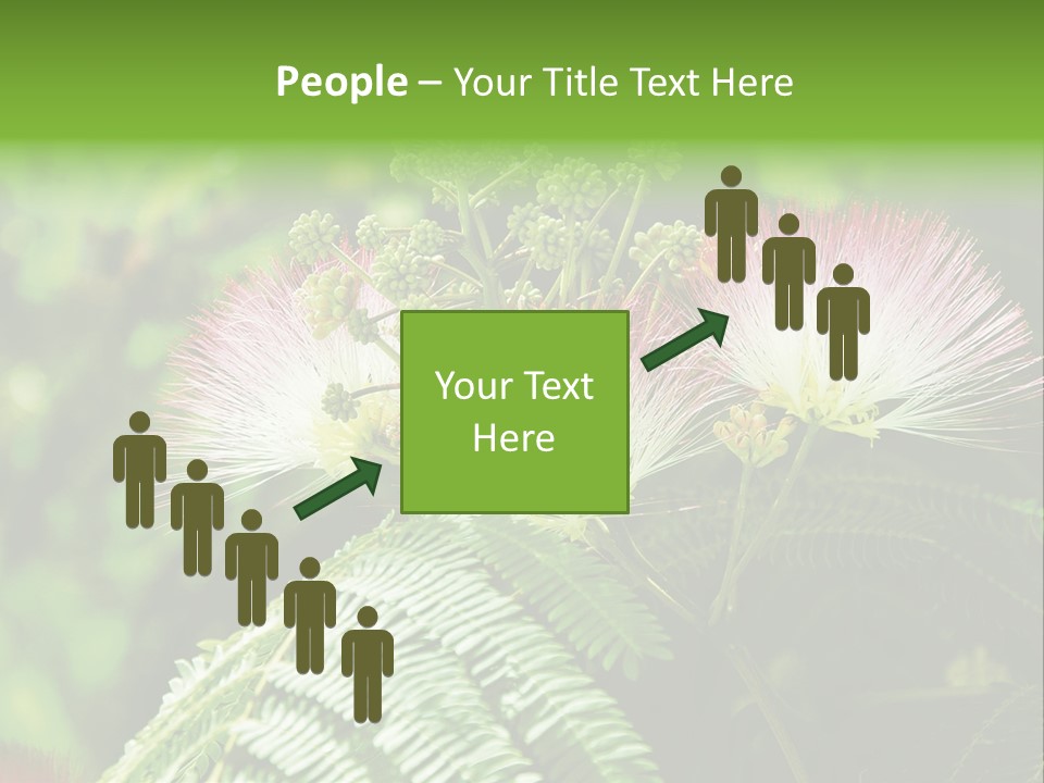 Majestic Acacia Silk PowerPoint Template