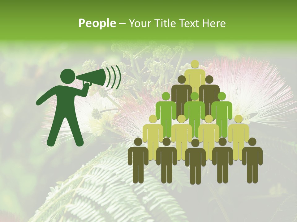 Majestic Acacia Silk PowerPoint Template