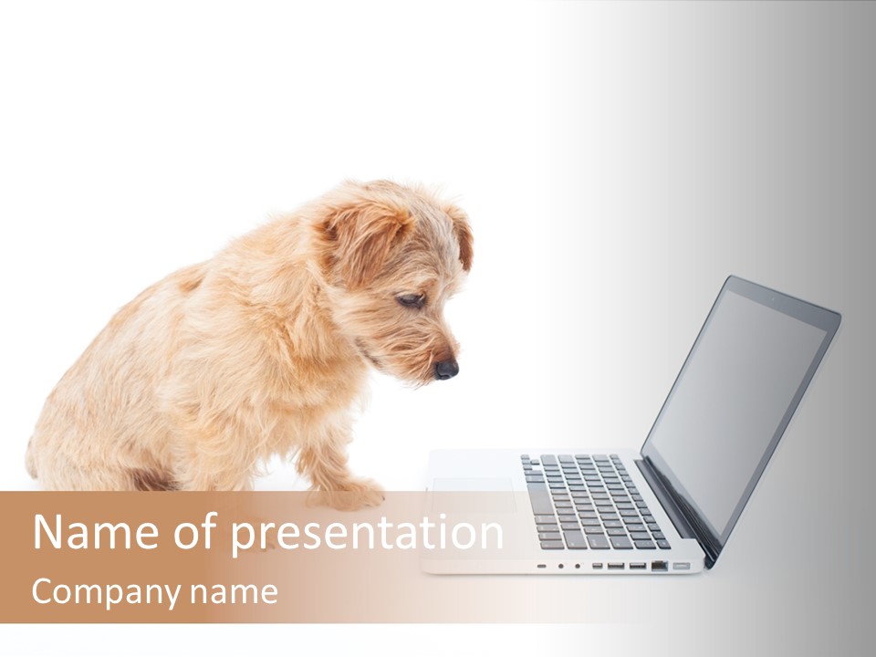 A Small Dog Sitting In Front Of A Laptop Computer PowerPoint Template