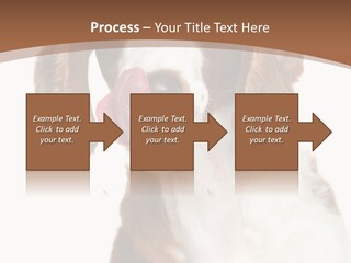 Hunter Intelligent Furry PowerPoint Template