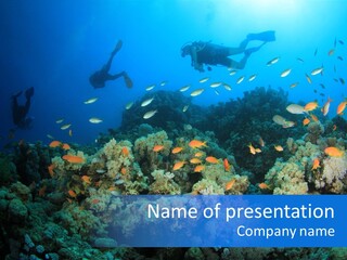 A Group Of People Swimming Over A Coral Reef PowerPoint Template
