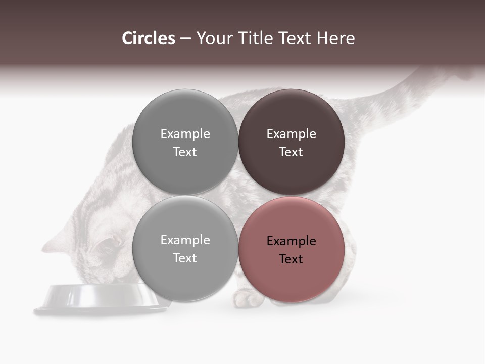 Hair Young Isolated PowerPoint Template