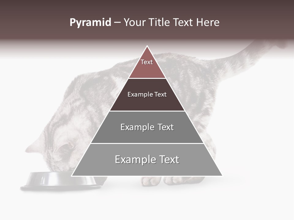 Hair Young Isolated PowerPoint Template