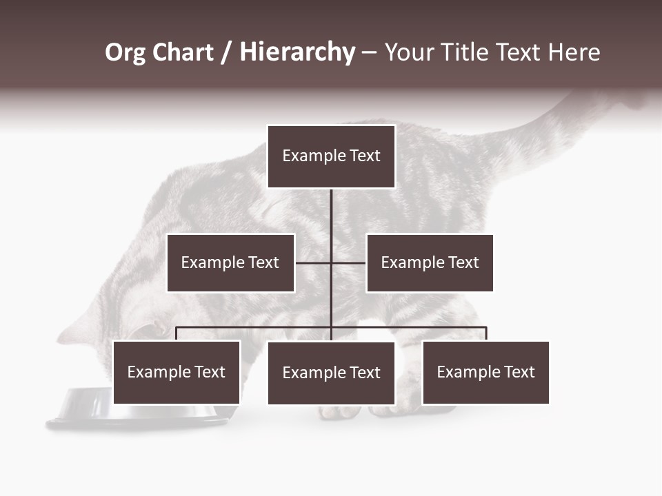 Hair Young Isolated PowerPoint Template