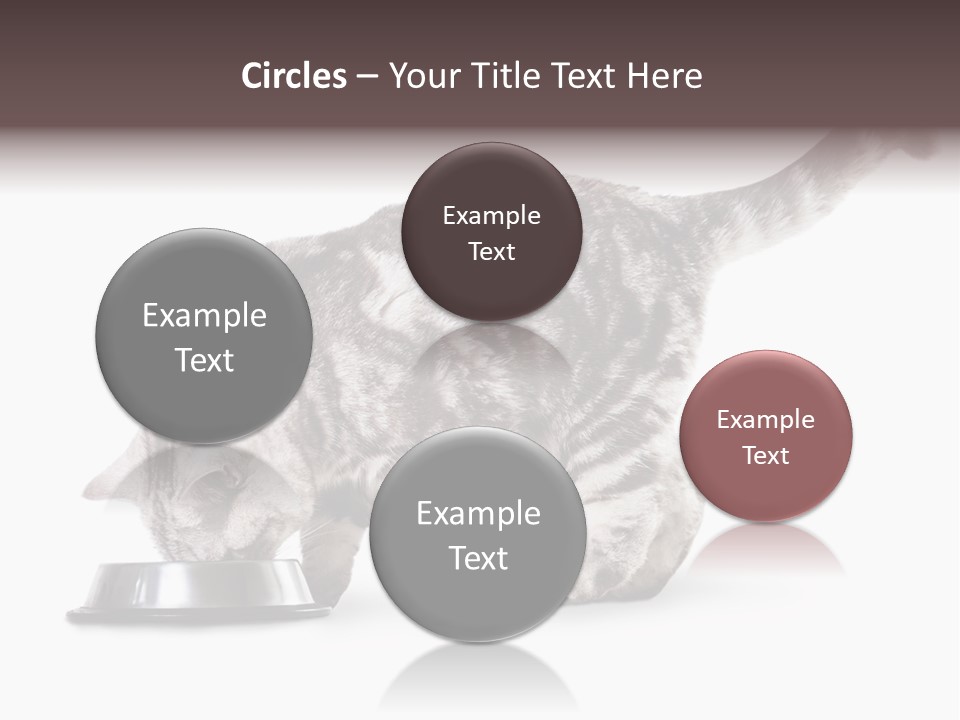 Hair Young Isolated PowerPoint Template