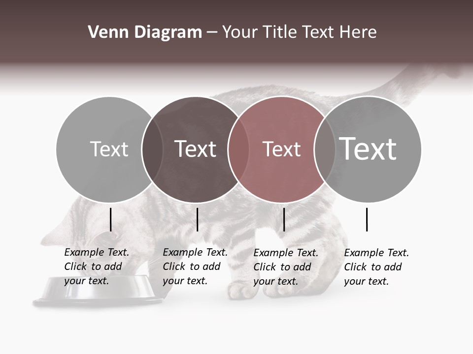 Hair Young Isolated PowerPoint Template