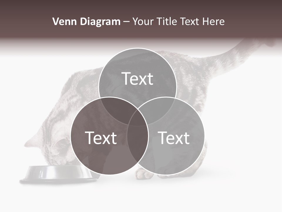 Hair Young Isolated PowerPoint Template