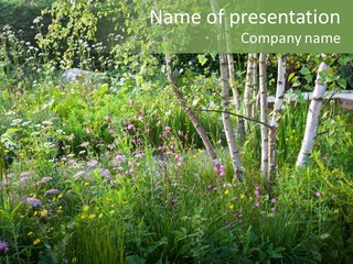 Season Grass Image PowerPoint Template