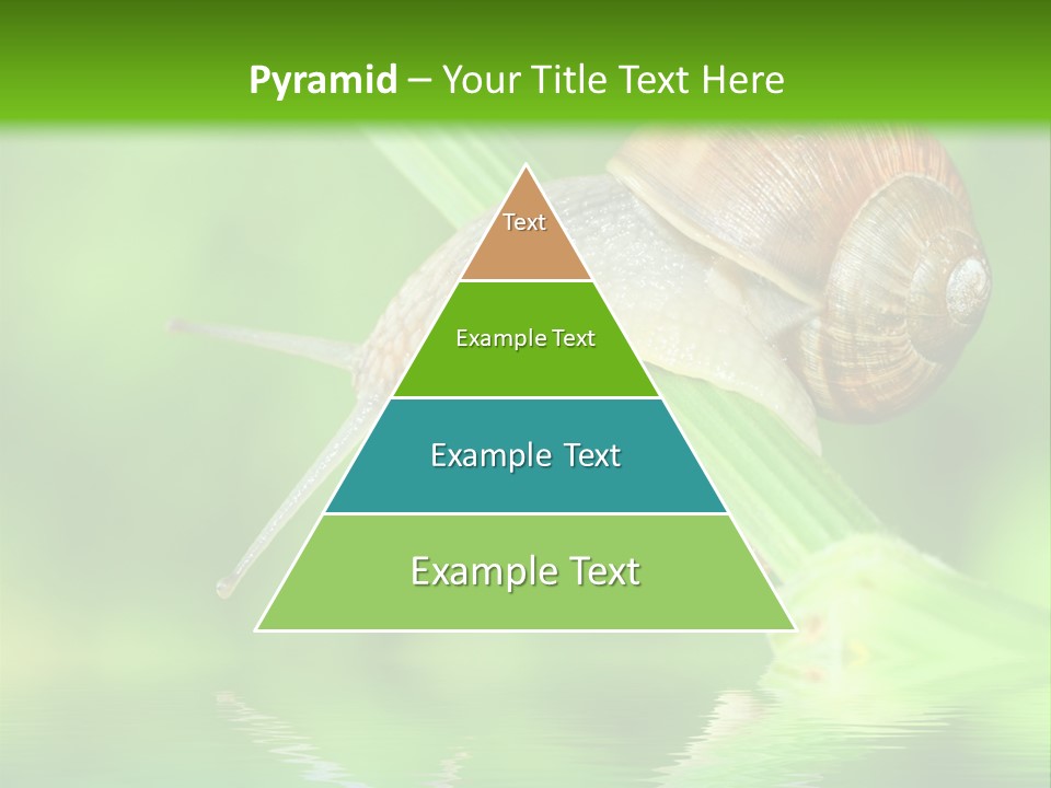 Close Up Macro Closeup PowerPoint Template