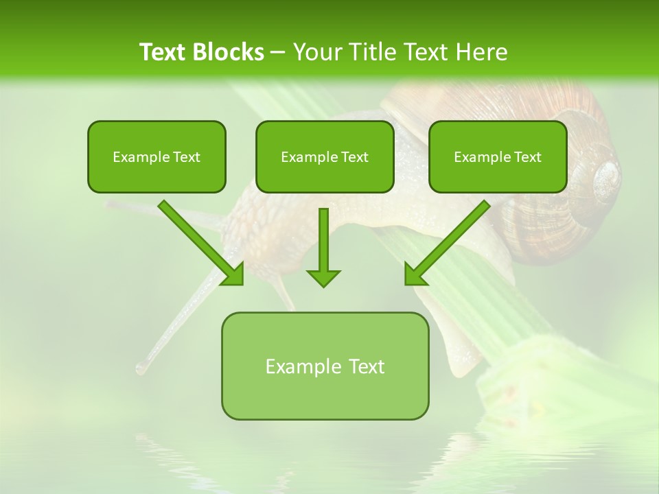 Close Up Macro Closeup PowerPoint Template