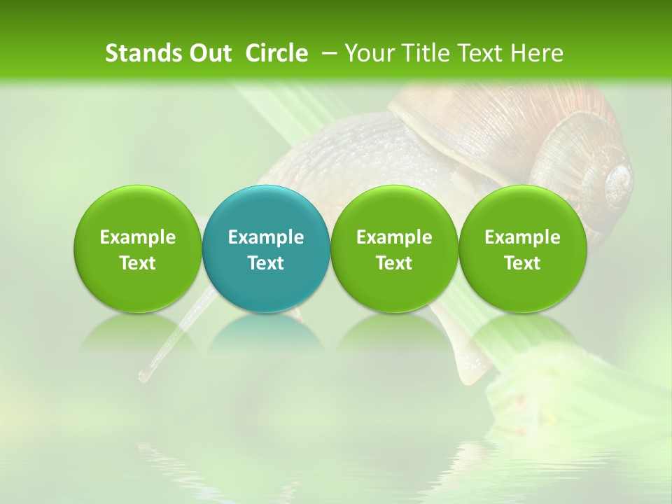 Close Up Macro Closeup PowerPoint Template