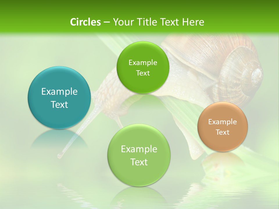 Close Up Macro Closeup PowerPoint Template