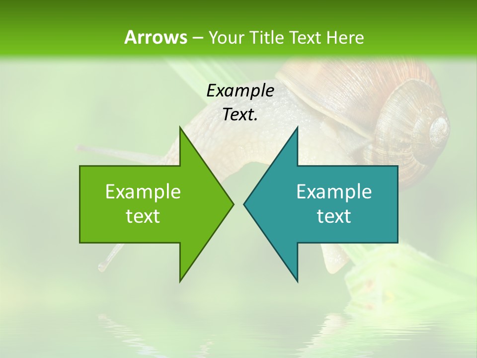 Close Up Macro Closeup PowerPoint Template