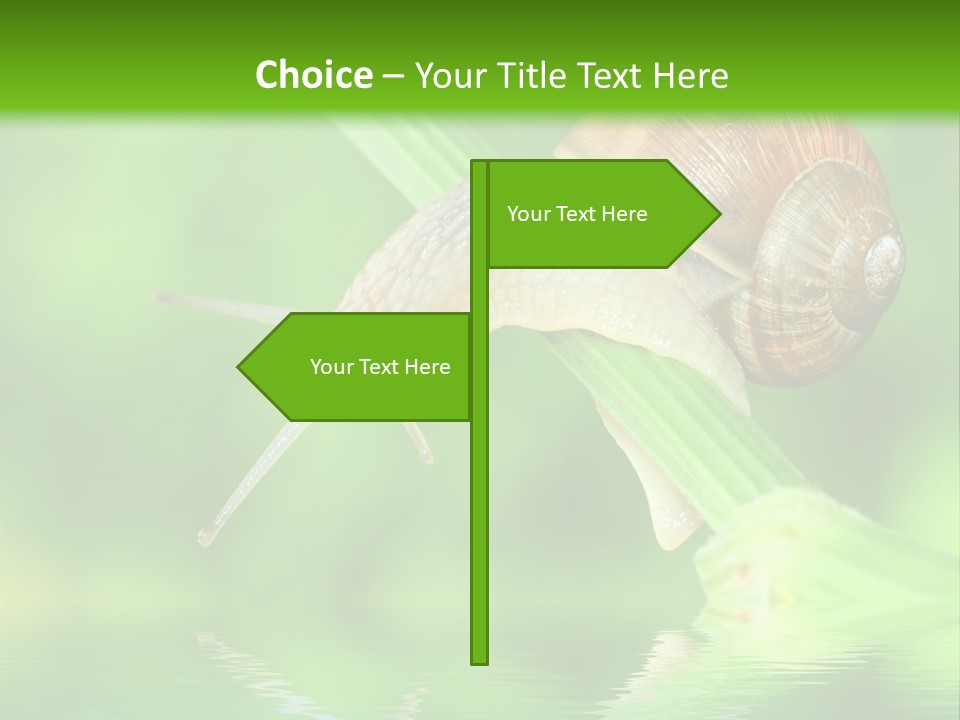 Close Up Macro Closeup PowerPoint Template