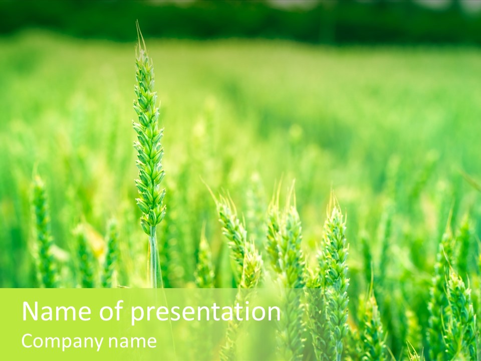 Seed Reaping Wheat PowerPoint Template