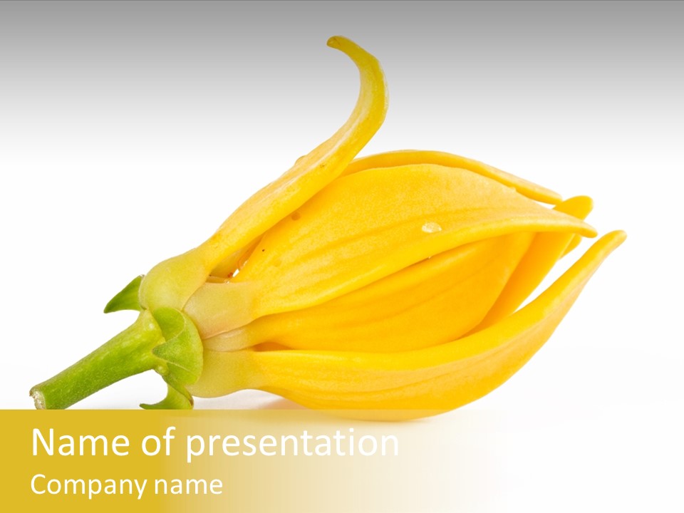 Ylang Ylang Plant Background PowerPoint Template