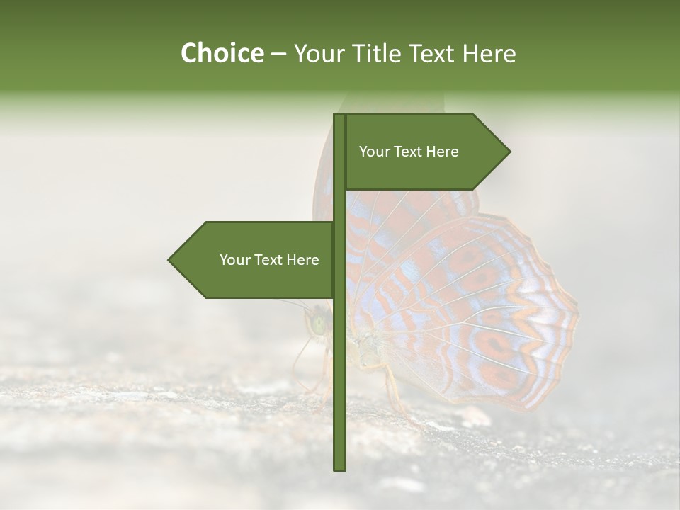 Terpander Forest Background PowerPoint Template