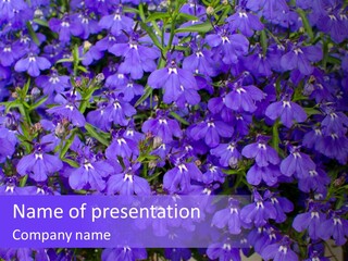 Background Garden Beauty PowerPoint Template