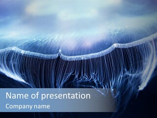 Wild Translucent Hanging PowerPoint Template