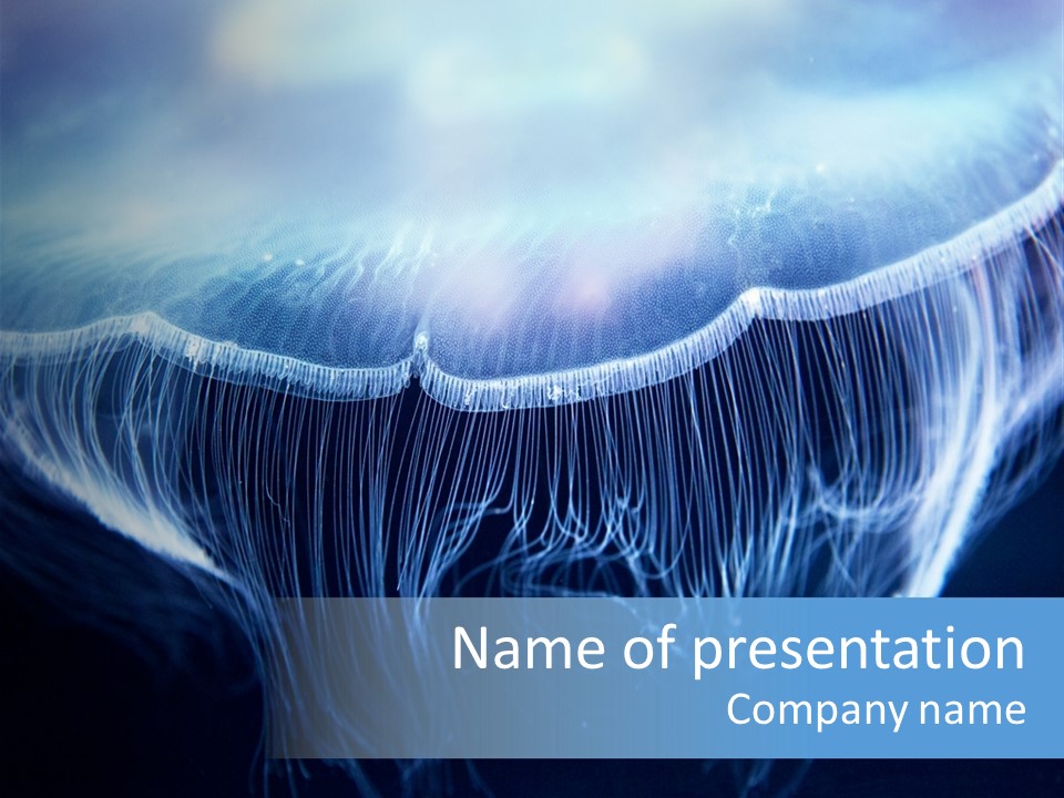 See Jellyfish Wild PowerPoint Template