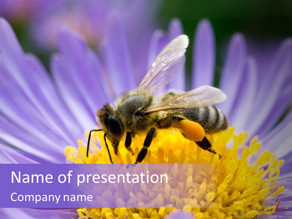 Botany Honey Colorful PowerPoint Template