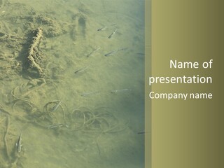 Sea Waste Decay PowerPoint Template