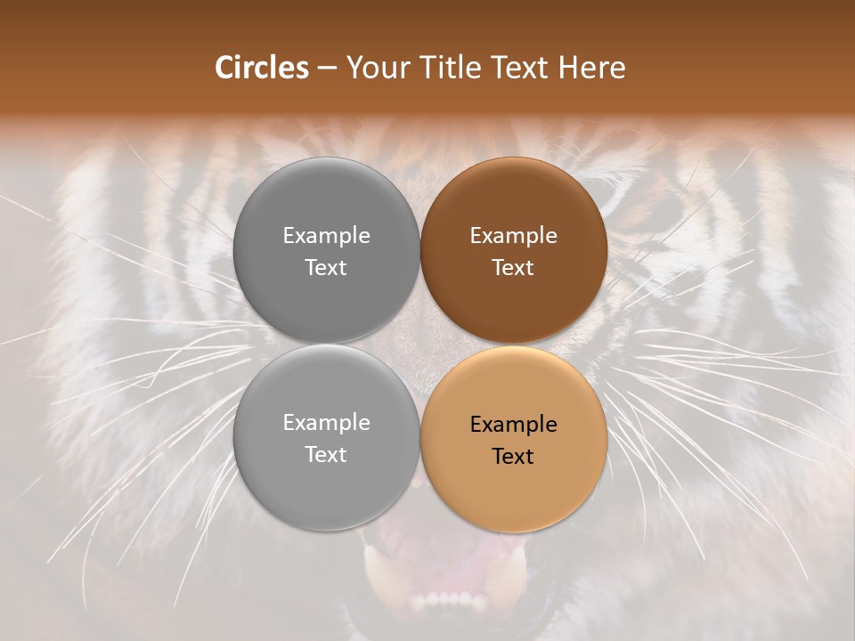 A Tiger With It's Mouth Open And It's Mouth Wide Open PowerPoint Template
