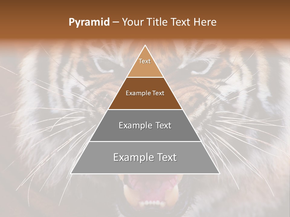 A Tiger With It's Mouth Open And It's Mouth Wide Open PowerPoint Template