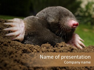 Harmful World Molehill PowerPoint Template