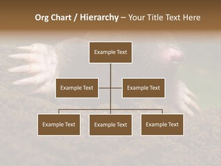 Harmful World Molehill PowerPoint Template