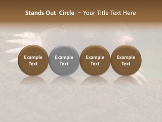 Harmful World Molehill PowerPoint Template