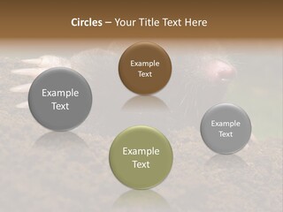 Harmful World Molehill PowerPoint Template