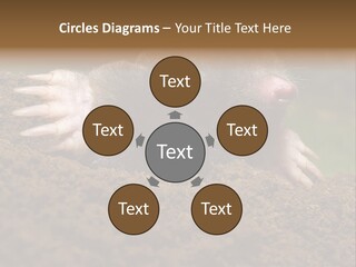 Harmful World Molehill PowerPoint Template