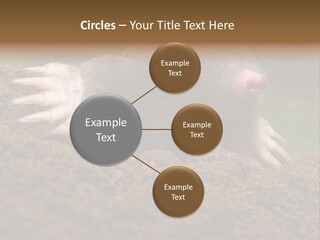 Harmful World Molehill PowerPoint Template