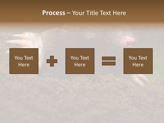 Harmful World Molehill PowerPoint Template