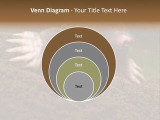 Harmful World Molehill PowerPoint Template