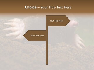 Harmful World Molehill PowerPoint Template