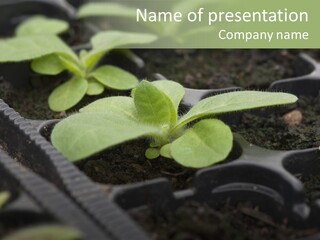 Agriculture Nursery Plant PowerPoint Template